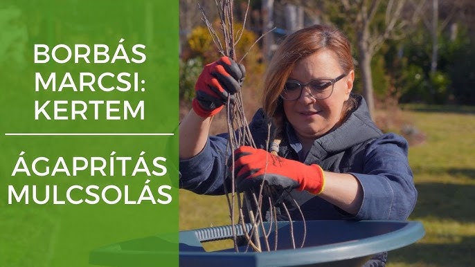 Remarc és Volpi Borbás Marcsi ajánlásával