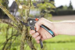 Vágóüllős metszőolló  M 23 mm 2.Kép