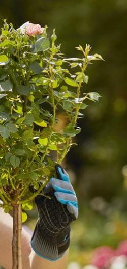 kesztyű  rózsaápoláshoz 4.Kép