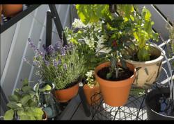 City Gardening automata öntözőkanna 4.Kép