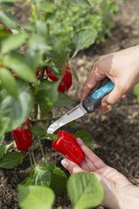 szüretelő kés 4.Kép