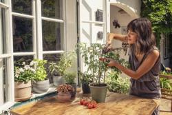 szüretelő olló 4.Kép