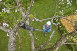 HighCut 360/18V P4A teleszkópos ágvágó olló 2.Kép