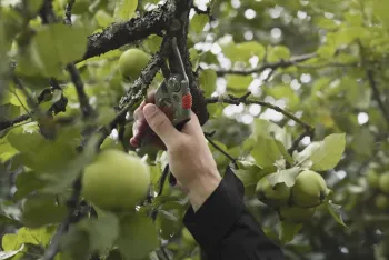 HS24 metszőolló 2.Kép