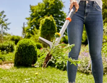 gyomkiszúró 3.Kép