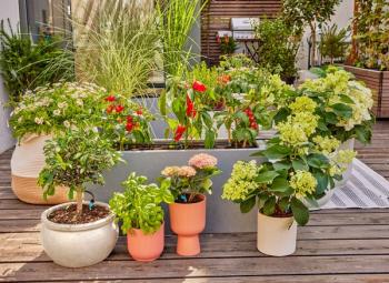 MD indulókészlet  cserepes növényekhez M 4.Kép